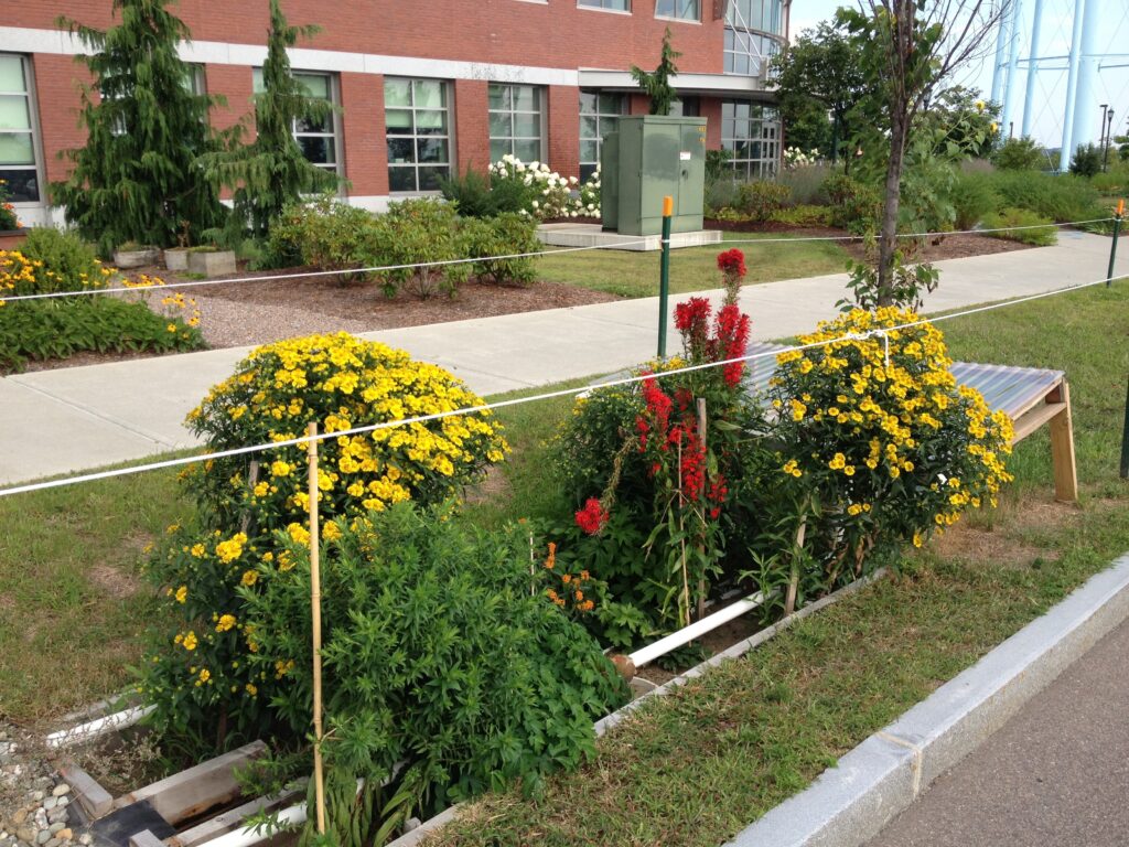 Rain Garden Design and Installation Video