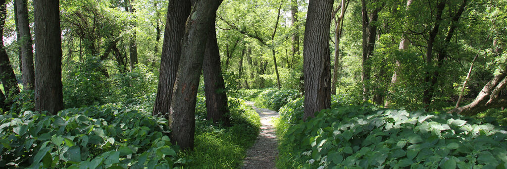 Managing for Recreation in Wetlands and Along Riverbanks