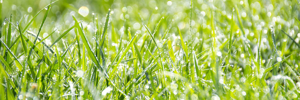 Greener Lawns and Cleaner Water