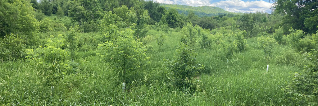 New Podcast to Focus on Riparian Forest Restoration