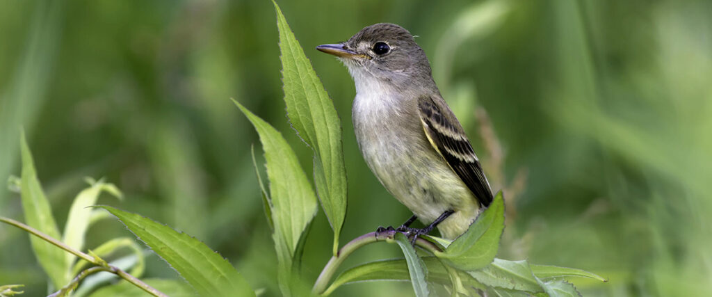 Wetland Forest Buffers for Birds